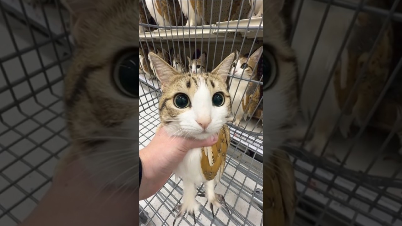 #bigguy #tiktoktrend #meowl