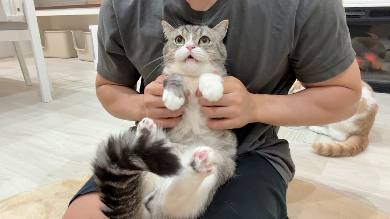 丸一日お留守番させられたのが不満でぶつぶつ文句言ってくる猫が可愛すぎましたw