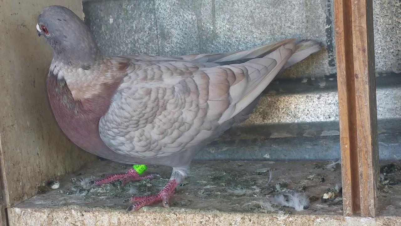 Rare colour racing pigeon Lottering Loft