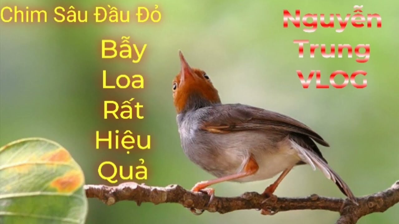 Tiếng Hót Chim Sâu Đầu Đỏ Dùng Bẫy Loa Hiệu quả 100%.