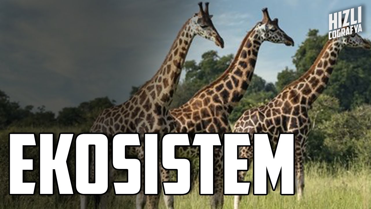 EKOSİSTEM VE BESİN ZİNCİRİ | AYT HIZLI COĞRAFYA