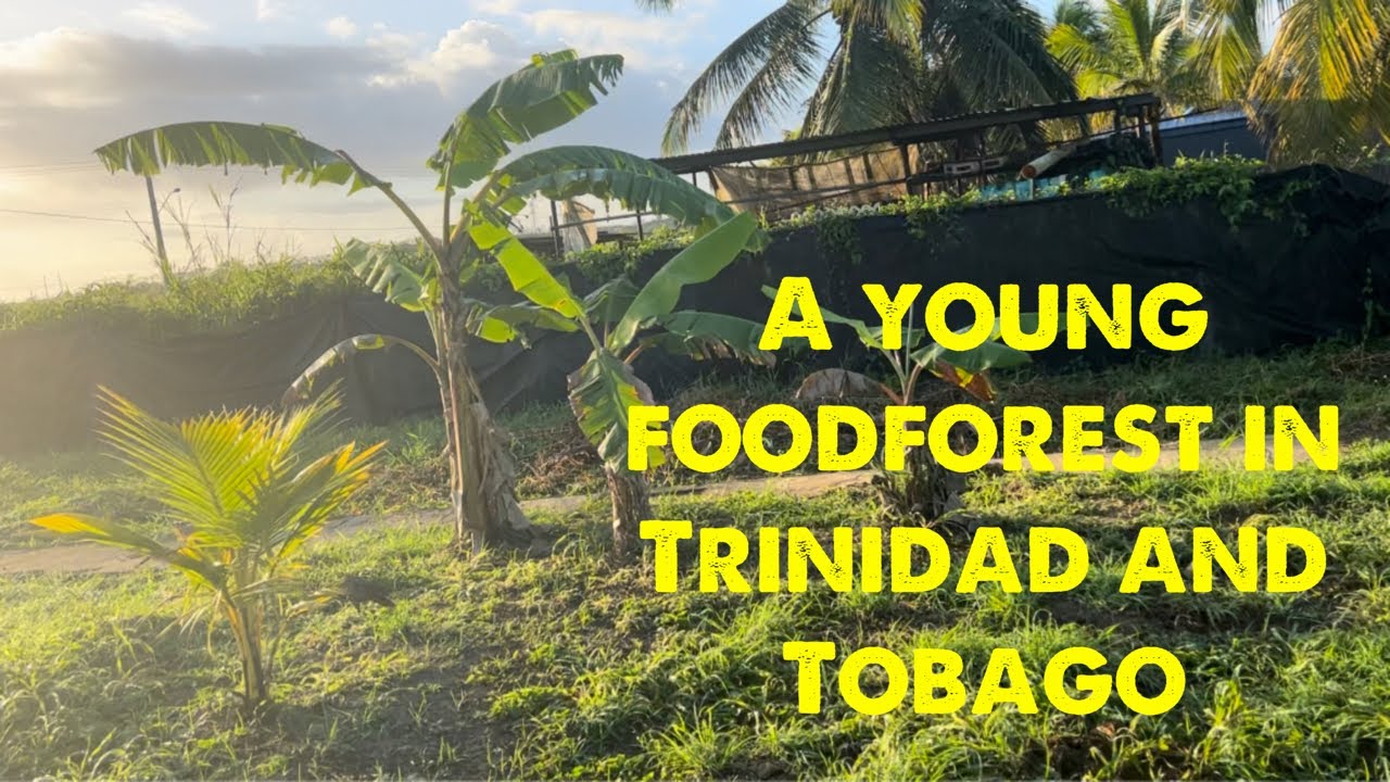 A young tropical fruit garden in Trinidad