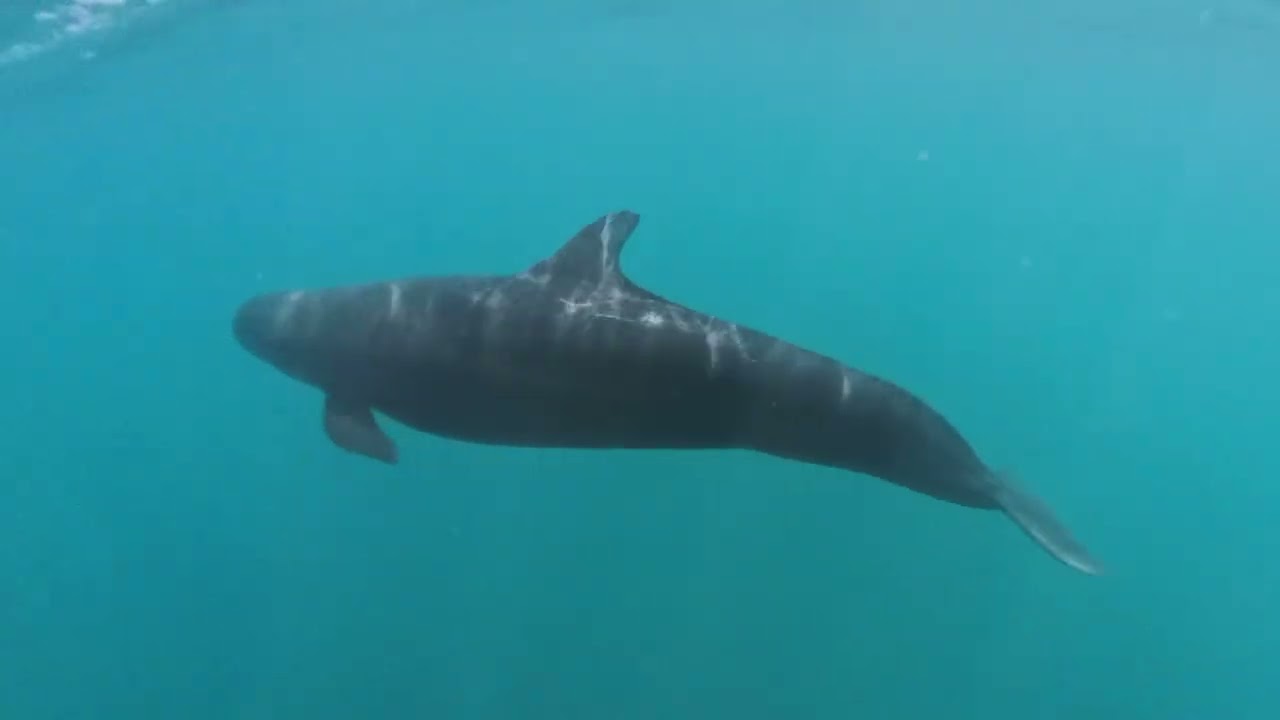 Costa Rica 2026 whale watching