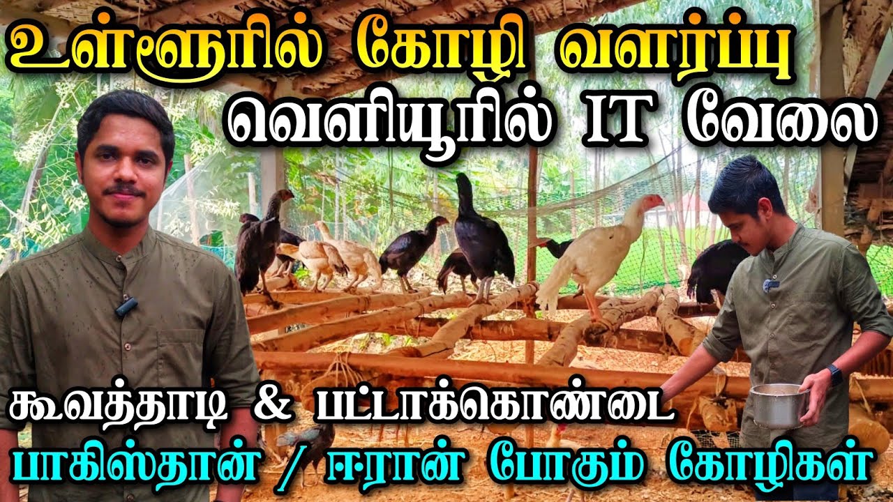 நம்ம பெருவெடை நாட்டுக்கோழிகள் பாகிஸ்தான் வரை போகுதா? | பட்டாதாரி இளைஞரின் கூவத்தாடி கோழிப்பண்ணை