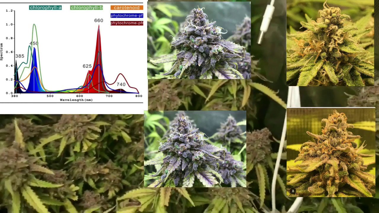 GROWant Led Grow Episode 5