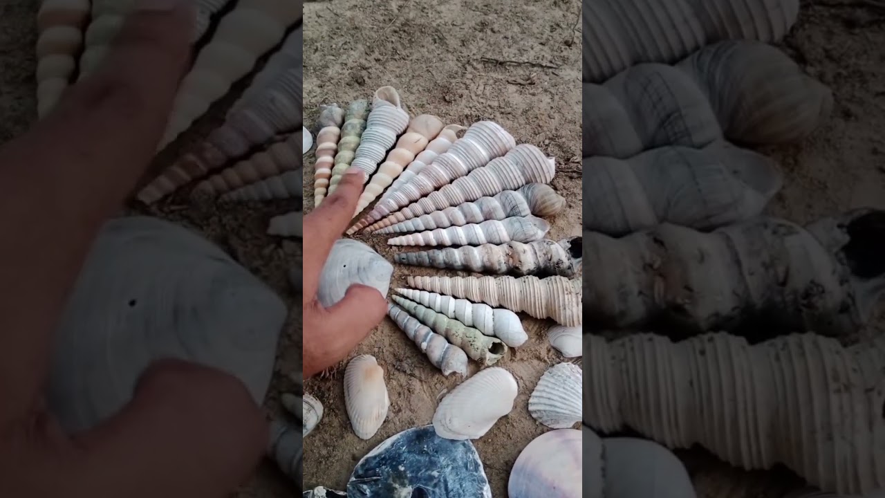 There are 14 Long Snails, really cool, fun, snails, clams, clam shells, snail shells