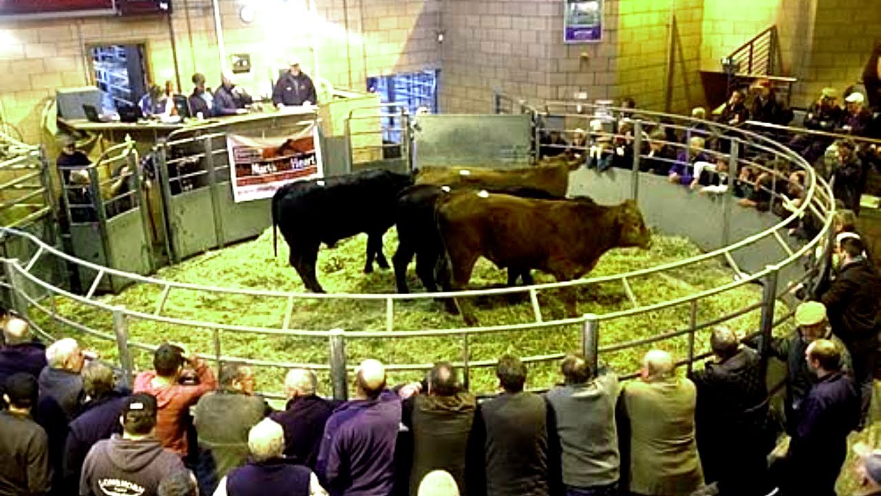 Cattle Auctions. Carmarthen Cattle market outstanding prices