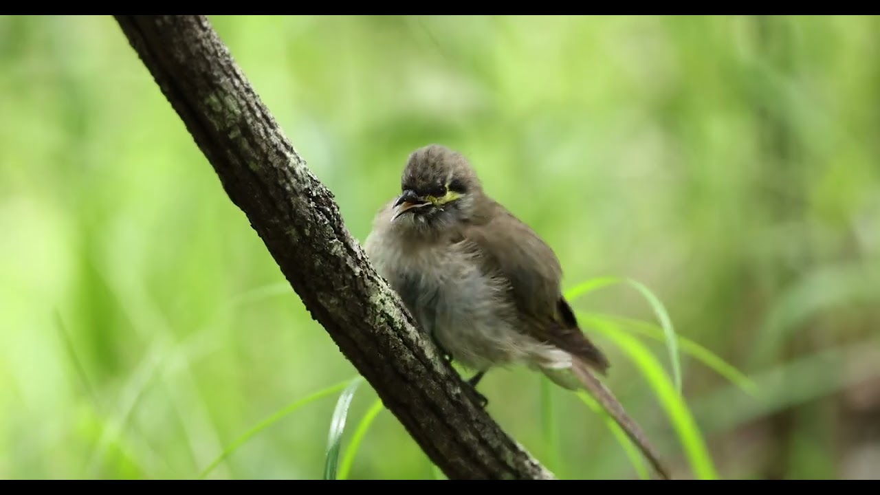 YELLOW FACED HONEYEATER