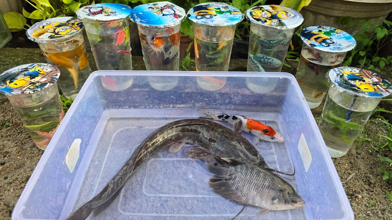 Unboxing Telur Ikan Cupang, Ikan Koki, Ikan Lele, Ikan Hias, Ikan Koi, Gurami, Guppy, Kura Kura 20