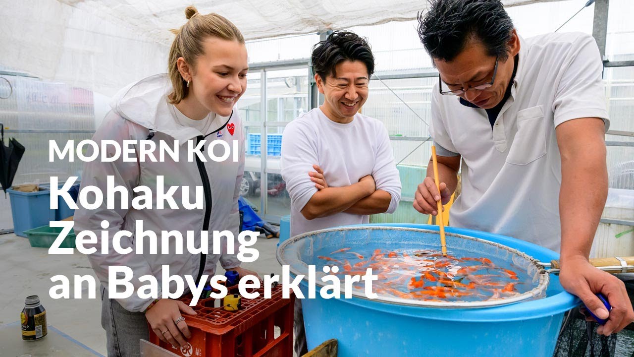 Teil 2 der Karashi Kohaku Selektion | Modern Koi Blog Japan 