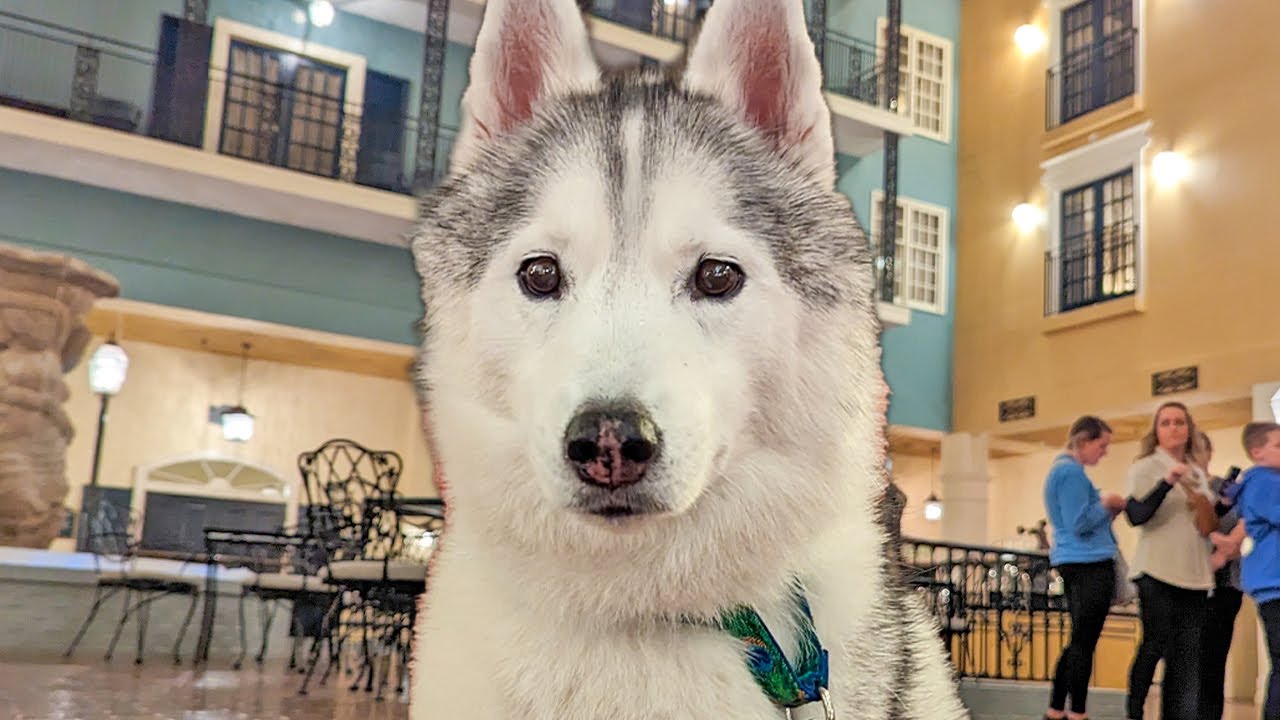The Fanciest Hotel The Dogs Have EVER Been In!