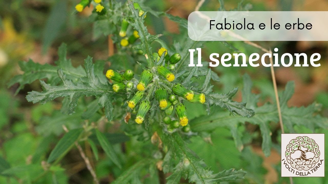 Una pianta molto velenosa che incontrerai spessissimo: il senecione