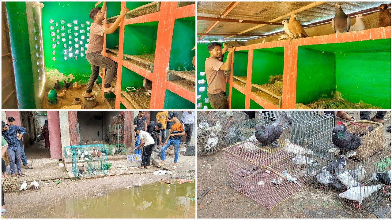 কবুতর দিয়েও নিতে পারলাম না কবুতর বাজার থেকে 🥴