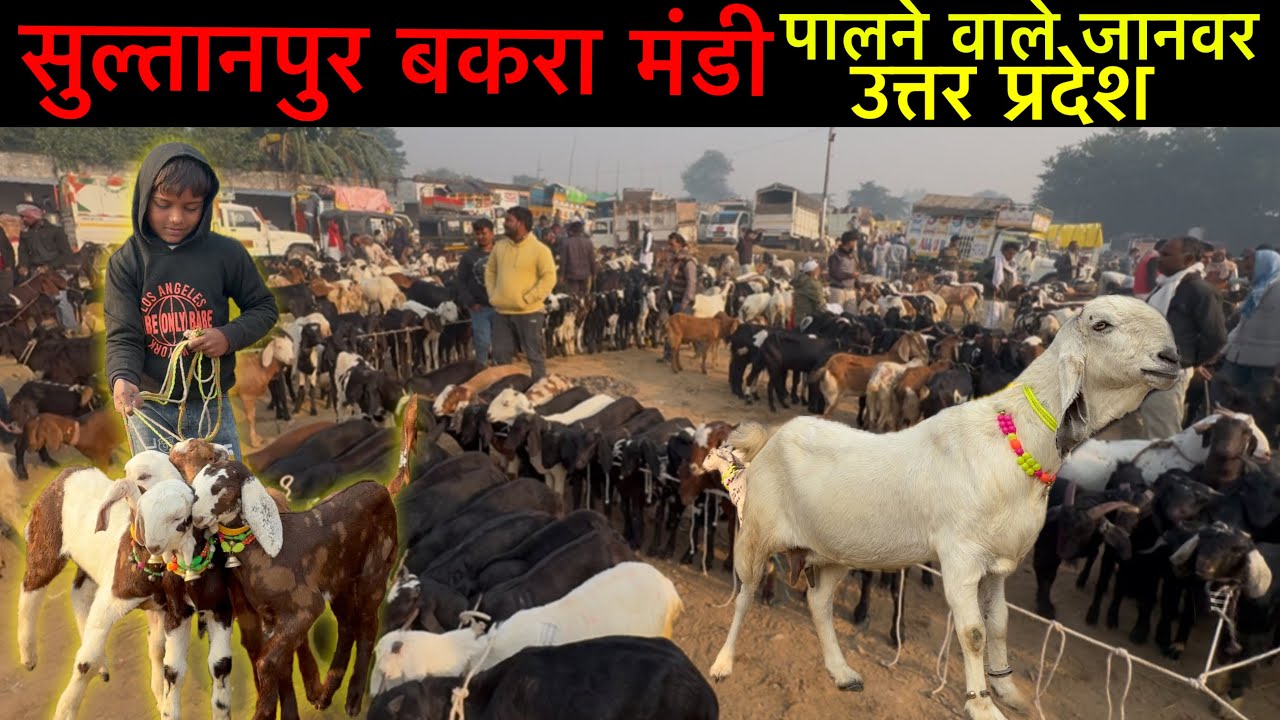 सुल्तानपुर बकरा मंडी 15/11/25 पालने वाले जानवर | Sultanpur Goat Market Uttar Pradesh | Ziya Vlogs￼