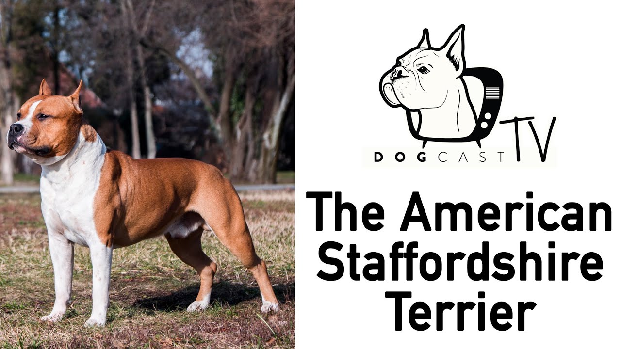Amstaff - az Amerikai Staffordshire Terrier kutya fajta - DogCast TV S01E03