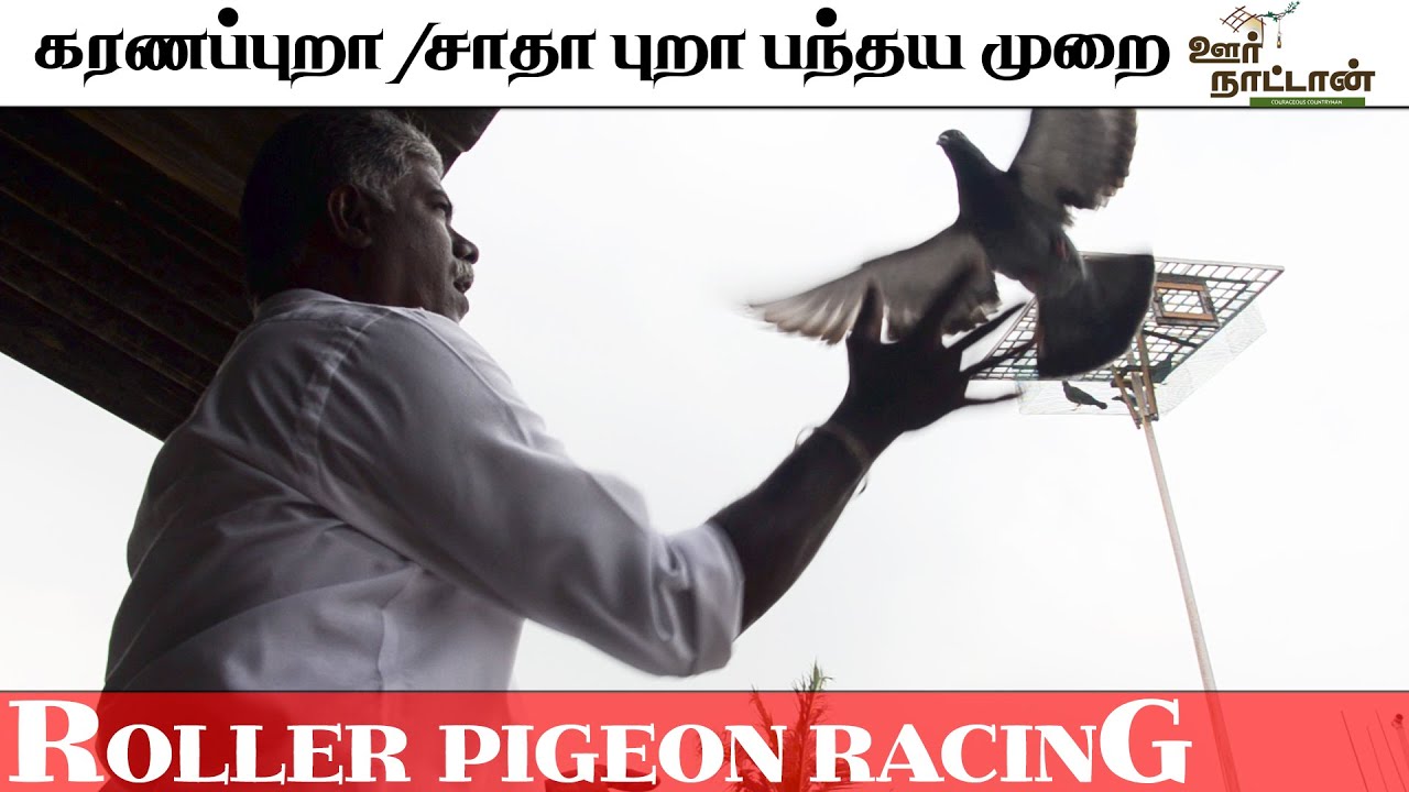 கரணப் புறா / சாதா புறா வளர்ப்பு | Roller Pigeon Racing| Oor Naattan