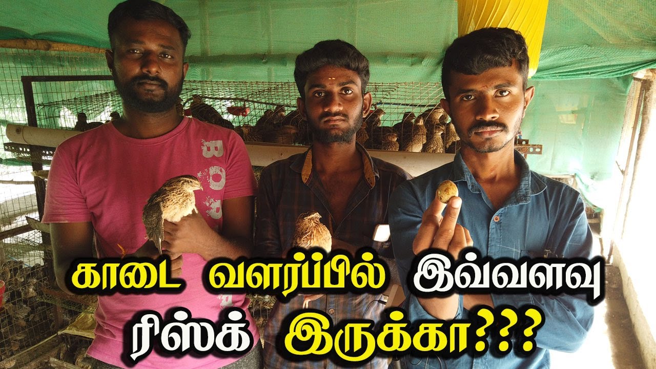 காடை பண்ணை தொழில் செய்ய ஆசையா?? அப்போ இதை முழுசா பாருங்க I காடை வளர்ப்பு முறை I Quail farming system
