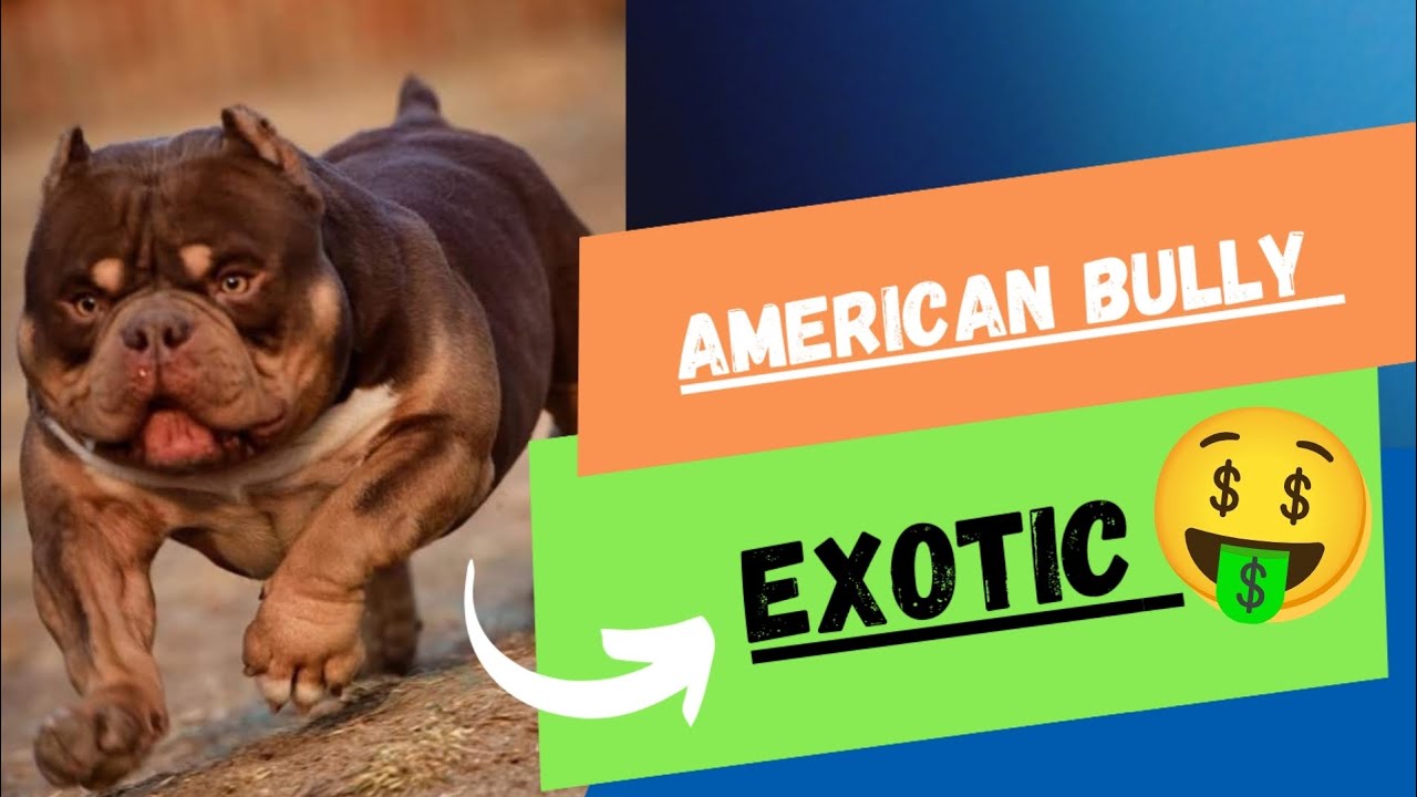 🔥AMERICAN BULLY EXOTIC🔥                                           🐂&iexcl;EL PEQUE&Ntilde;O GIGANTE!🧬