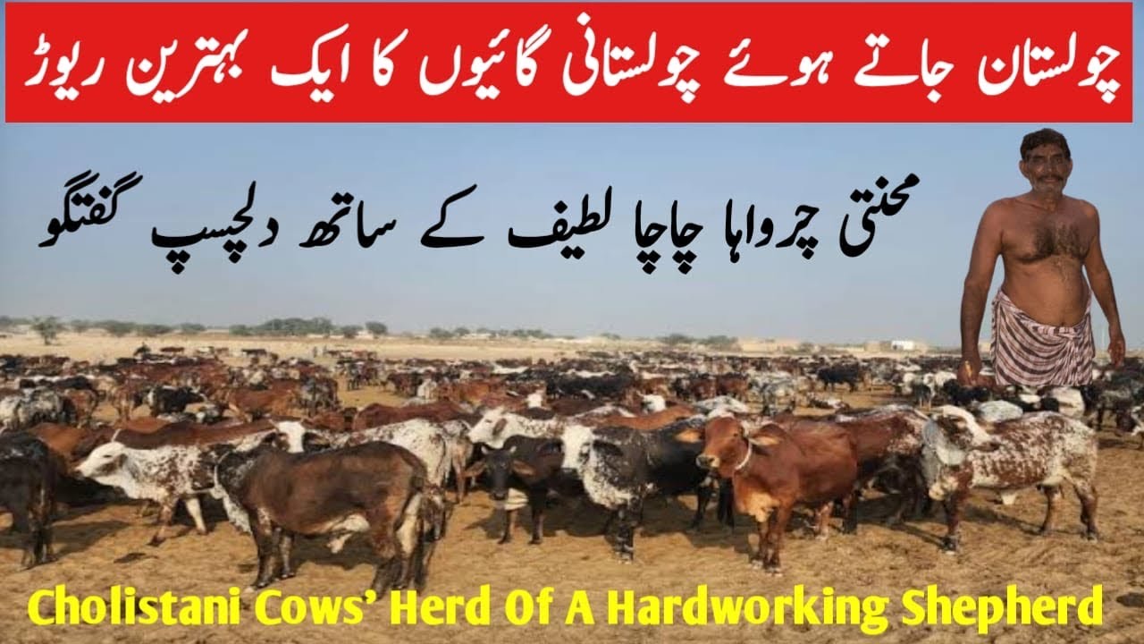 چولستان جاتے ہوئے چولستانی گائیوں کا ایک بہترین ریوڑ|Cholistani Cows’Herd Of A Hardworking Shepherd