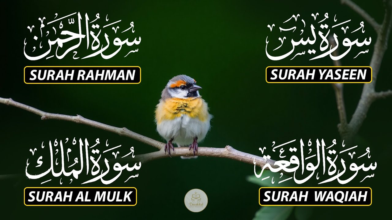 The Best Recitation Surah Yaseen (Yasin) | Surah Rahman | Surah Waqiah | Surah Mulk