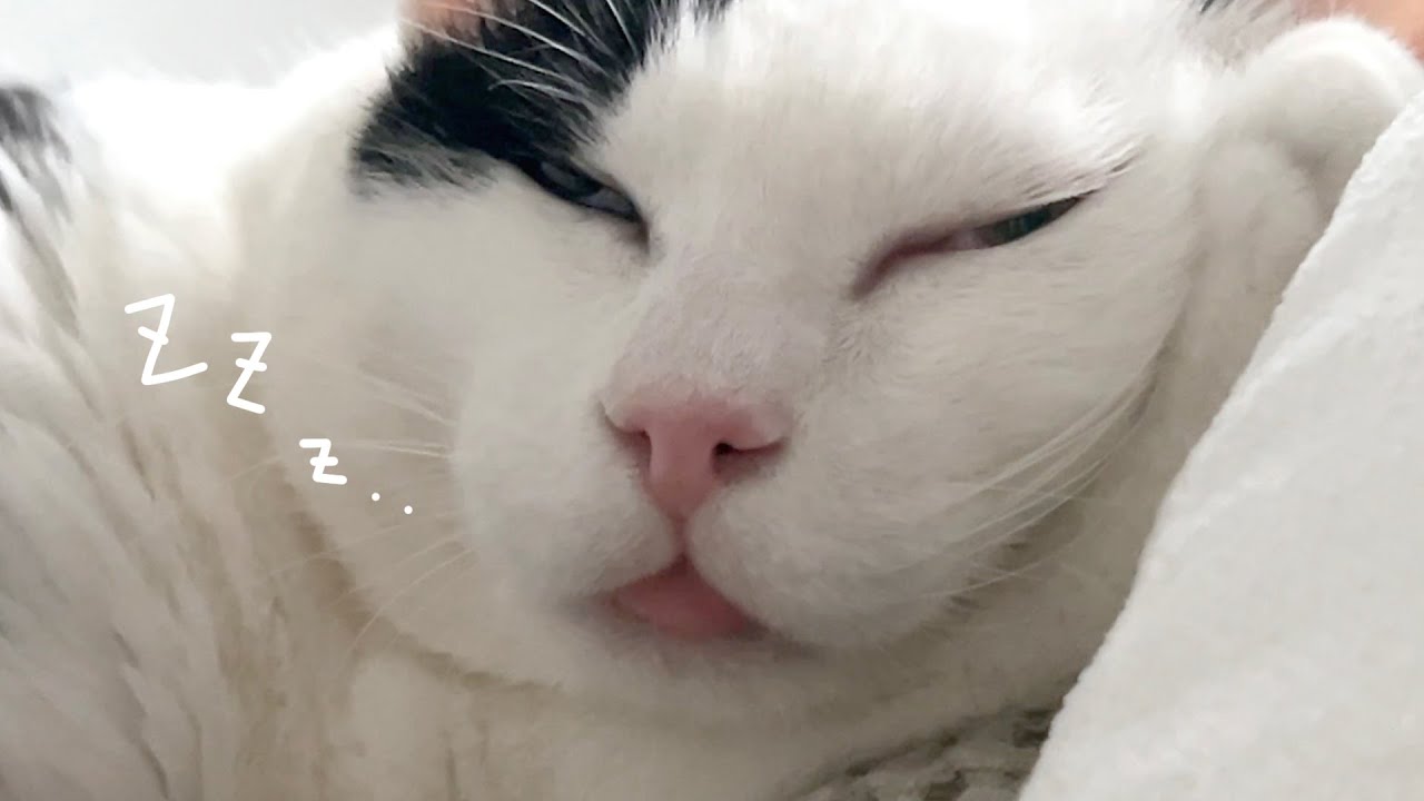 자다가 혀를 흘리는 4kg 고양이