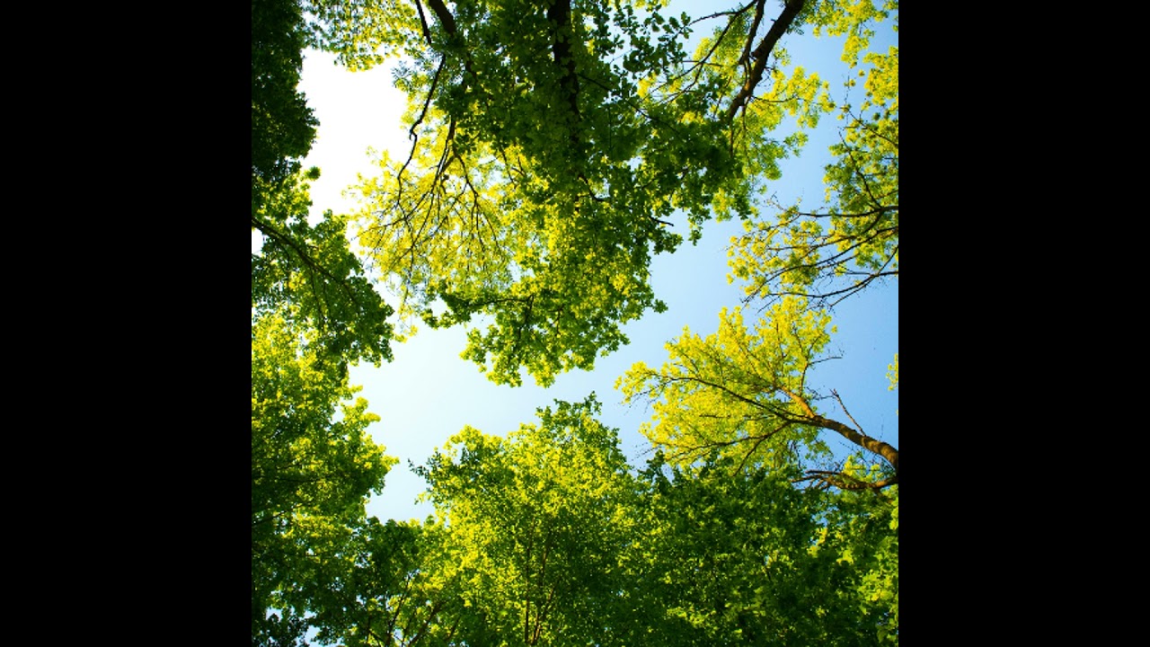 Nature based solutions to climate change with Dr Stephen Cornelius