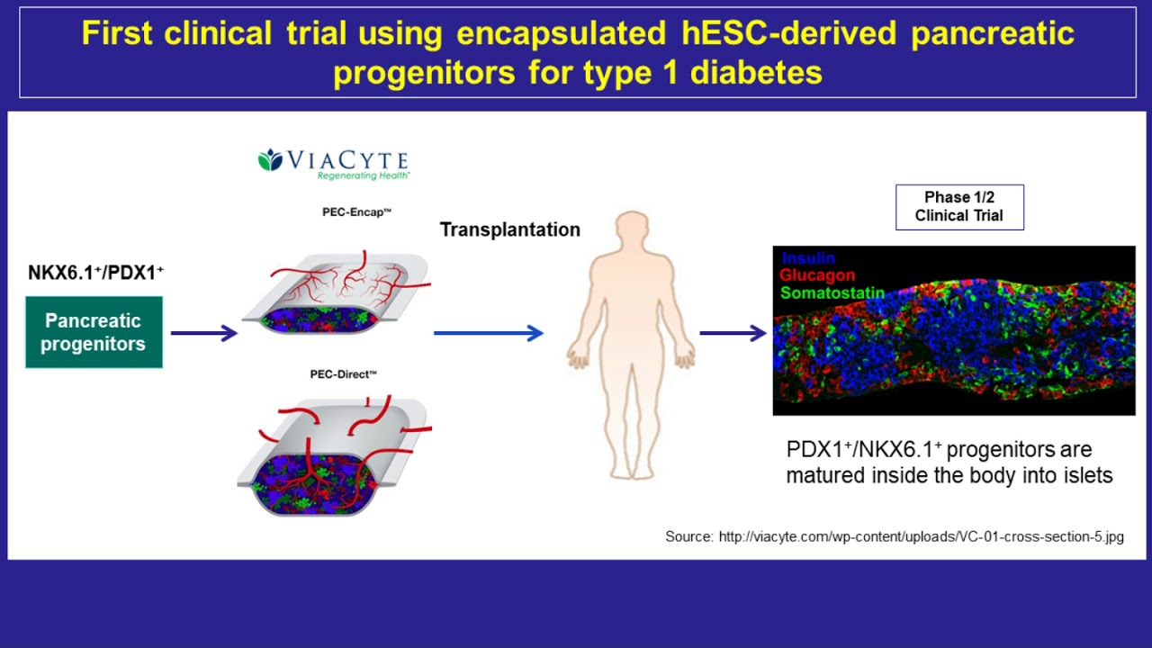 Efficient generation of pancreatic β cell precursors from human pluripotent stem cells