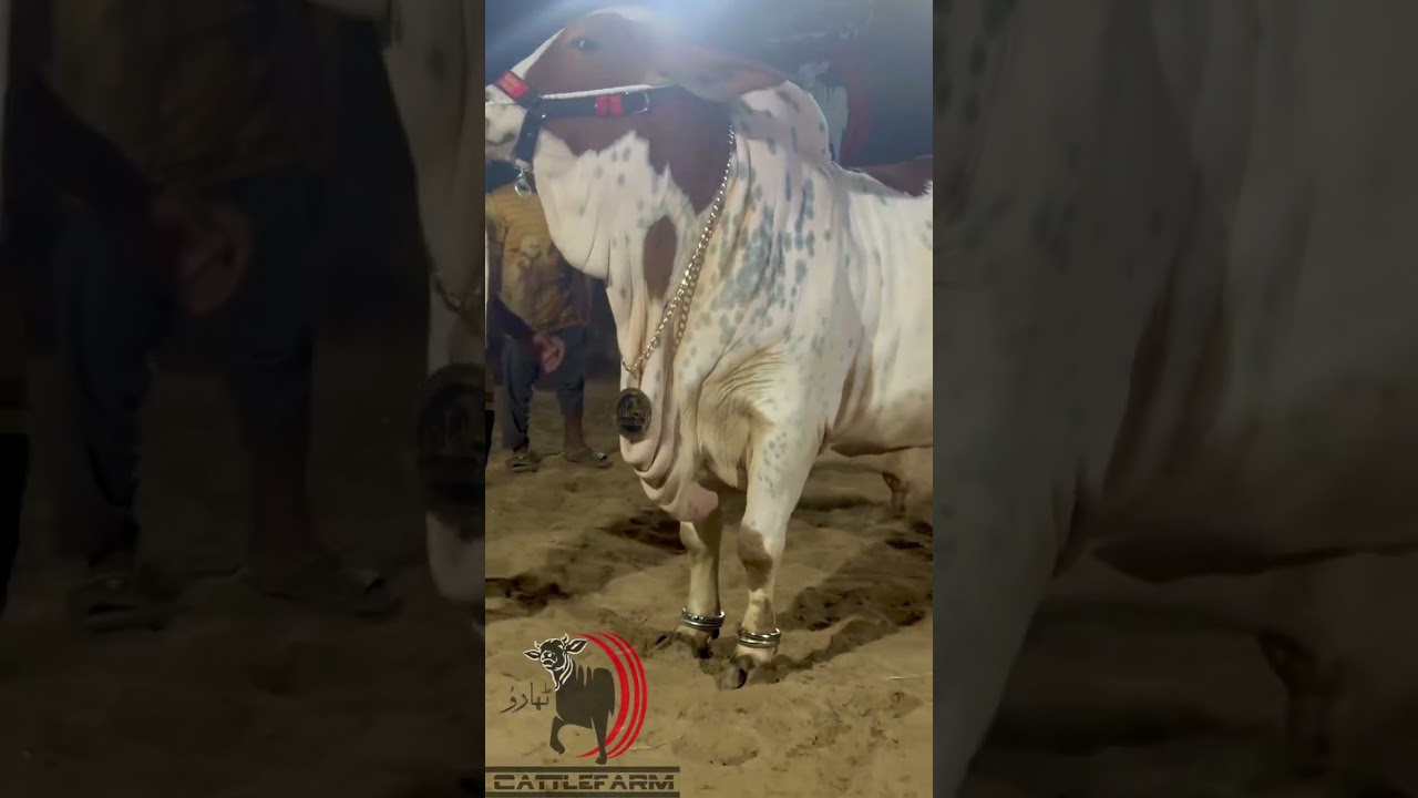 Thato Cattle part 1 unloading | #cow #mandi #bull #eiduladha2023 #cow2026 #cowlover #cowvideos