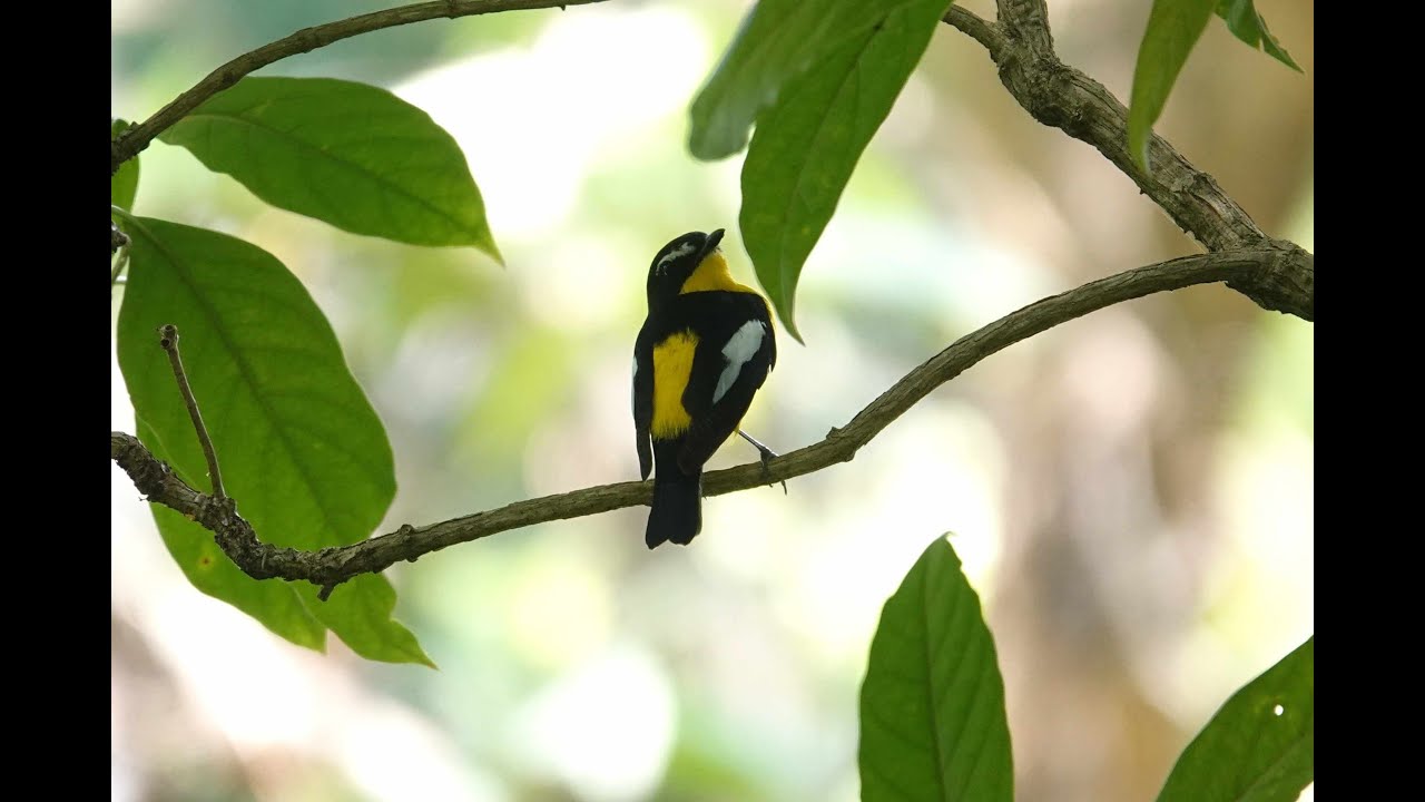 Birding in Singapore-Bidadari Park. A new birding playground. Sep 2024.