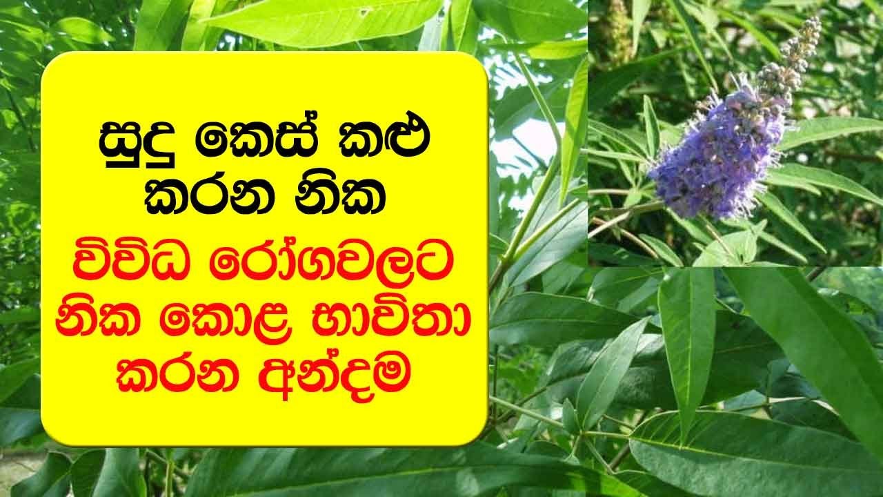 සුදු කෙස් කළු කරන නික - Vitex leucoxylon Herb Uses, Benefits and Cures