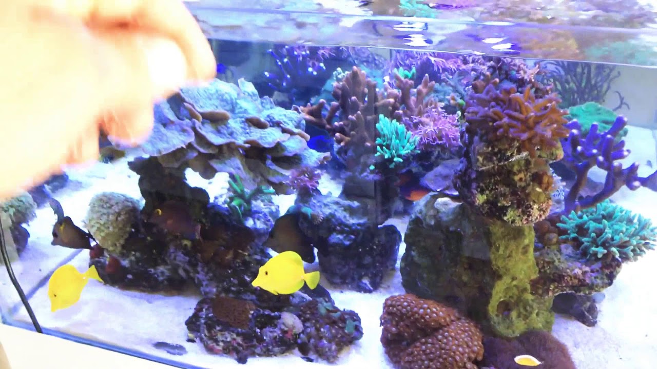 Acuario marino sin sump - contra las Algas