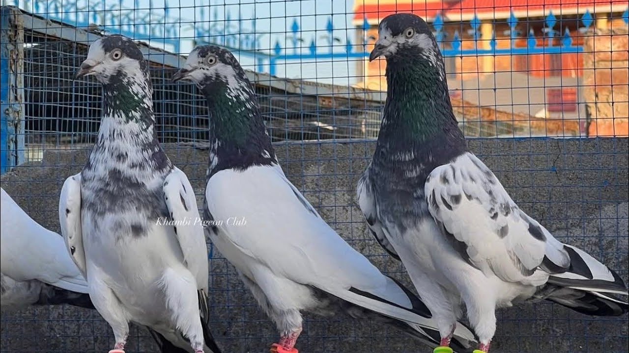 All Breeder Setup For Sale Ch Sakhi Bhatti Waly ||03188780081|| سخی بھٹی والا بریڈر سیٹ اپ فار سیل 