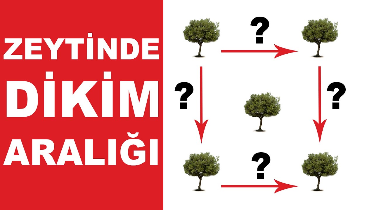 Zeytinde Dikim Aralığı Ne Kadar Olmalı?