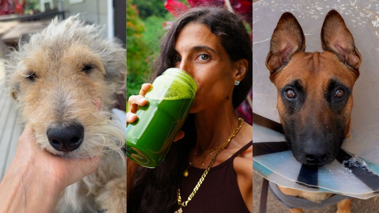 Everything Went Wrong This Week 😳&hellip; But This Saved Me 🐾  &hellip; Animal Mayhem, Rescue Pup & My New 1% Rule