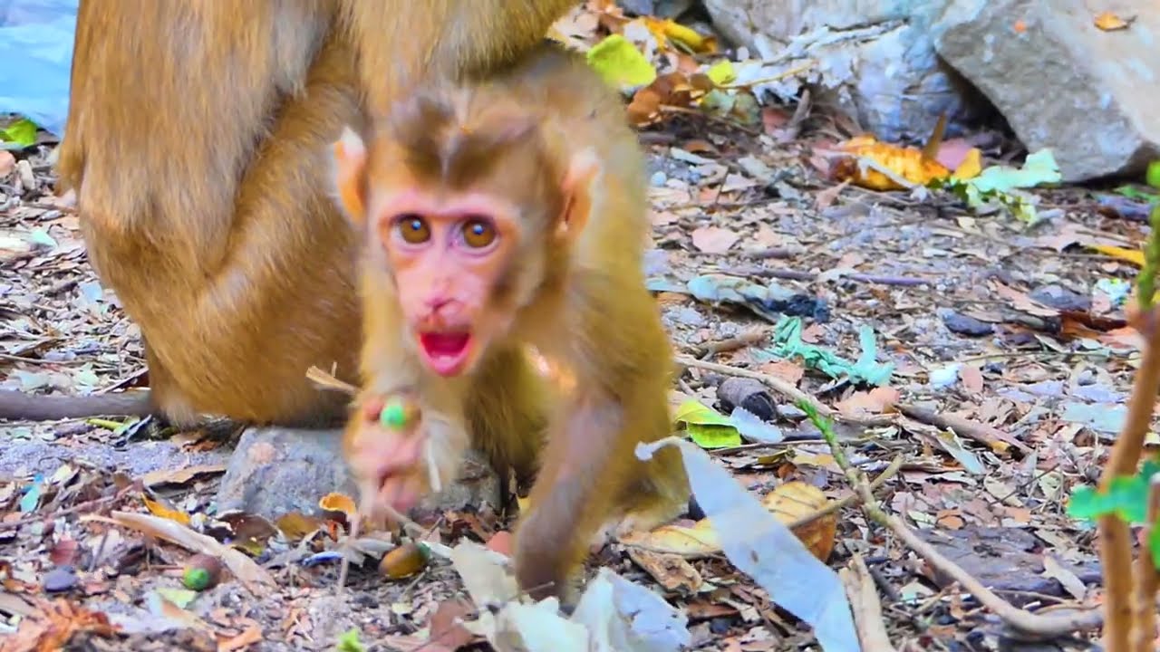 so lovely baby monkey like eating mango