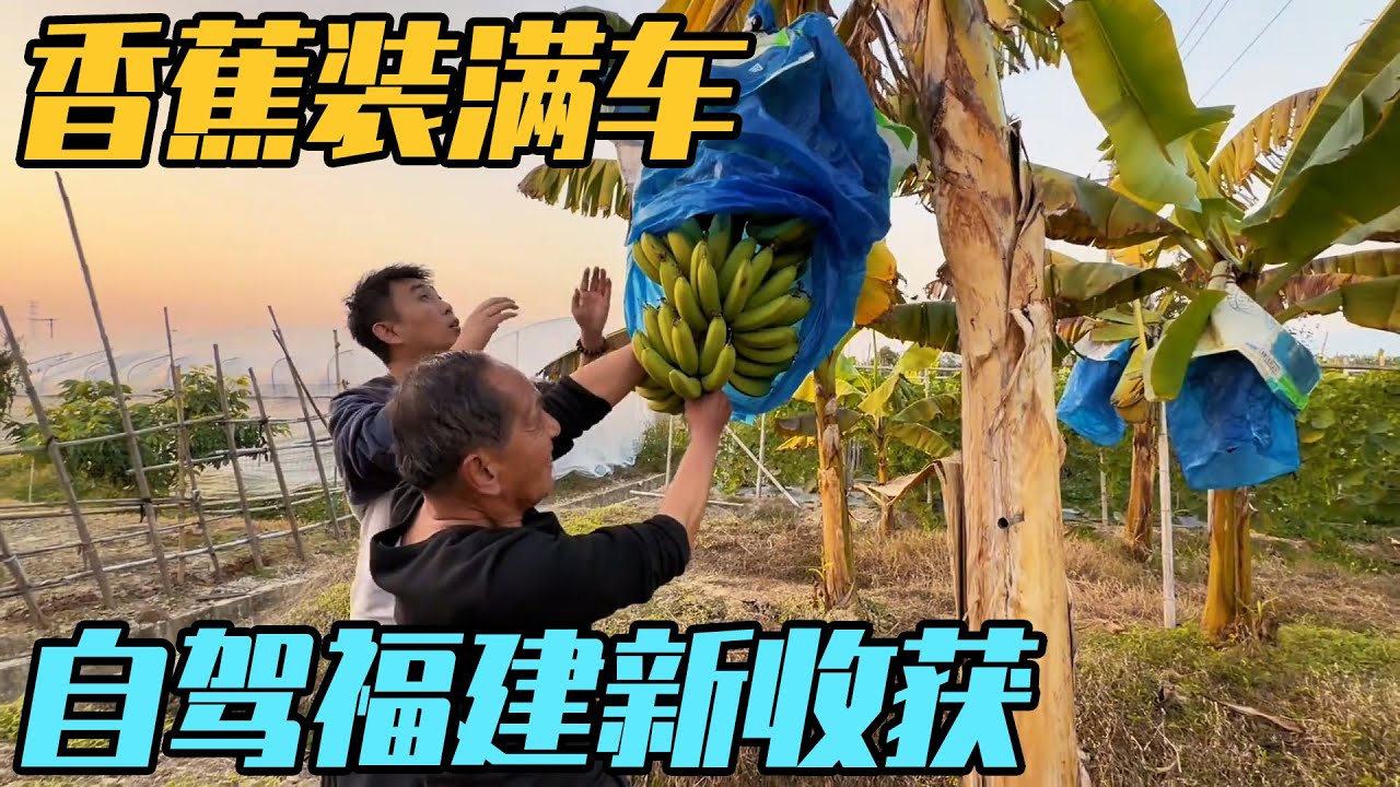 房车开到日落时分的乡野，香蕉装满车，一家四口自驾福建新收获【家和远方的旅行】