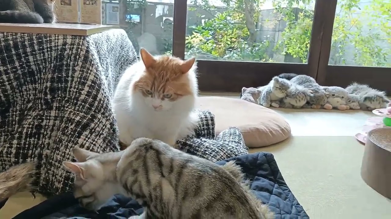 保護猫カフェで