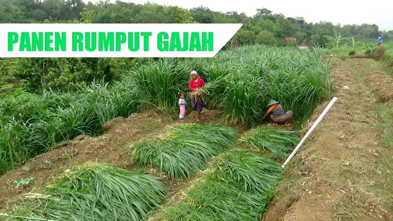 🔵 RUMPUT GAJAH JADI SALAH SATU PAKAN HIJAU UNTUK TERNAK SAPI