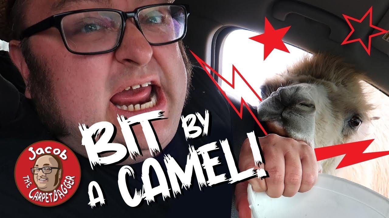 I Got Bit By A Camel!  Tennessee Safari Park