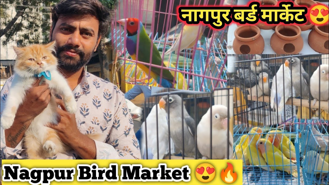 Nagpur Bird market 🕊️💥 नागपुर बर्ड मार्केट 😍💯 #lovebirds #lovebirds #bajribirdprice