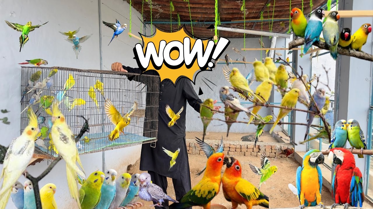 Budgies Parrots Aviary Main Azad Chor Dia 🥰 Biggest Aviary 😱 New Budgies Ane Wale Hain 🥰