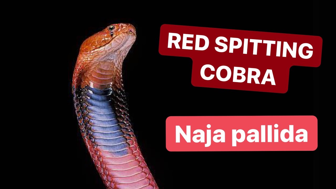 The Stunning Red Spitting Cobra (Naja pallida) | Herping Africa