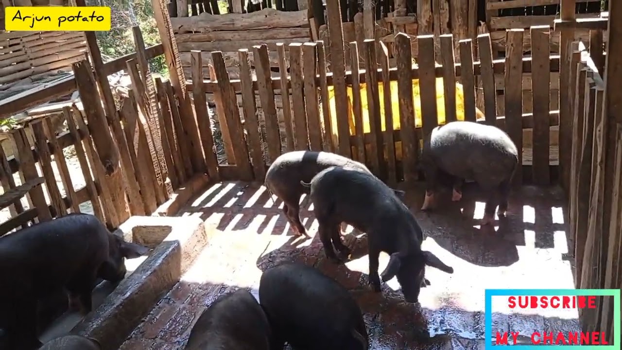 Pig farm after 6 month