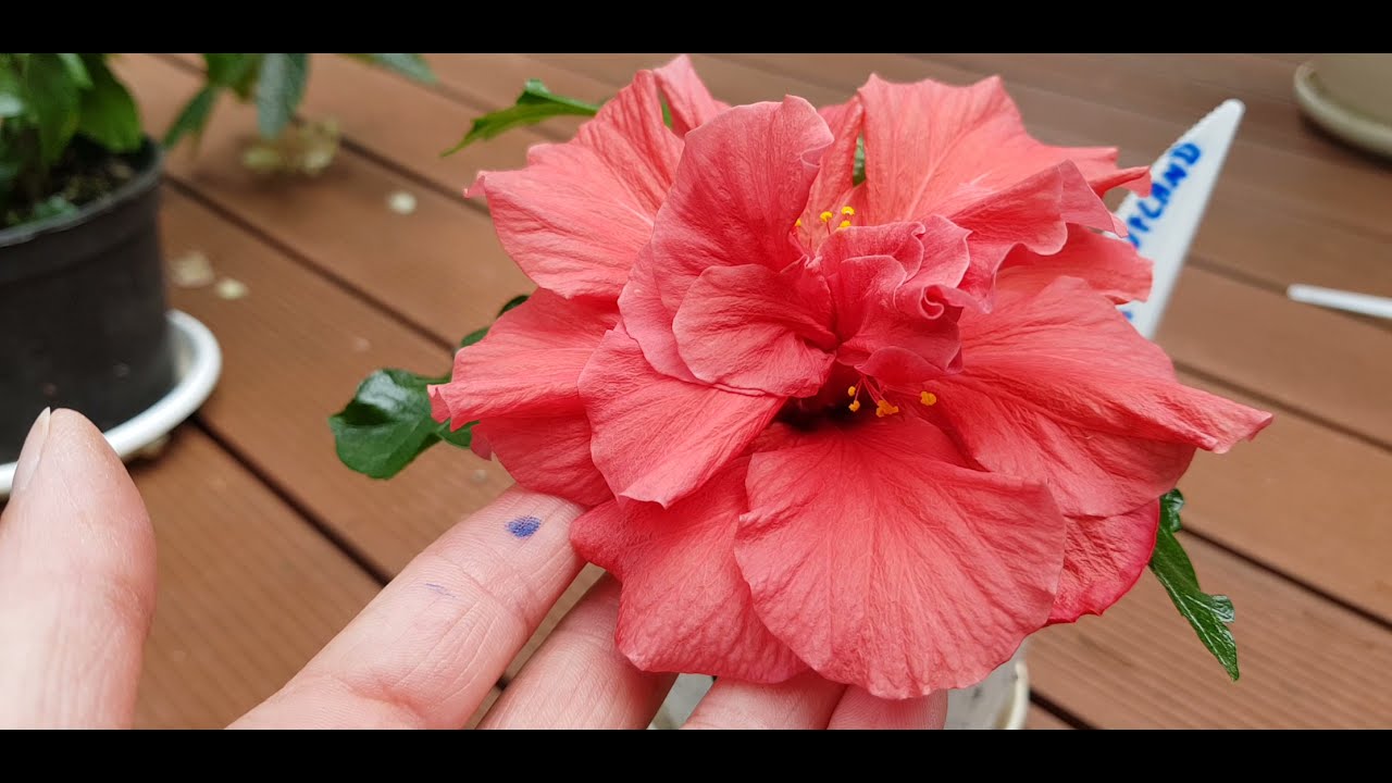 🌺5 Hibiscus z Kaufland