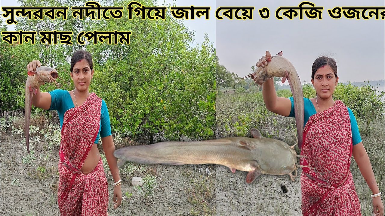 প্রথমবার সুন্দরবন নদী থেকে জাল বেয়ে 3 কেজি ওজনের কানমাগুর পেলাম || Nandita Sundarban life