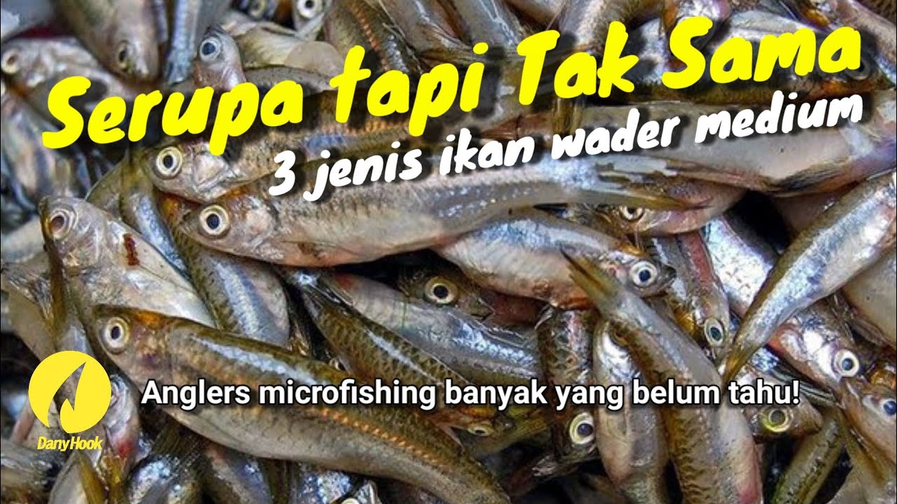 JENIS-JENIS IKAN WADER MEDIUM, FAKTA UNIK IKAN WADER, INFO ANGLERS MICRO FISHING