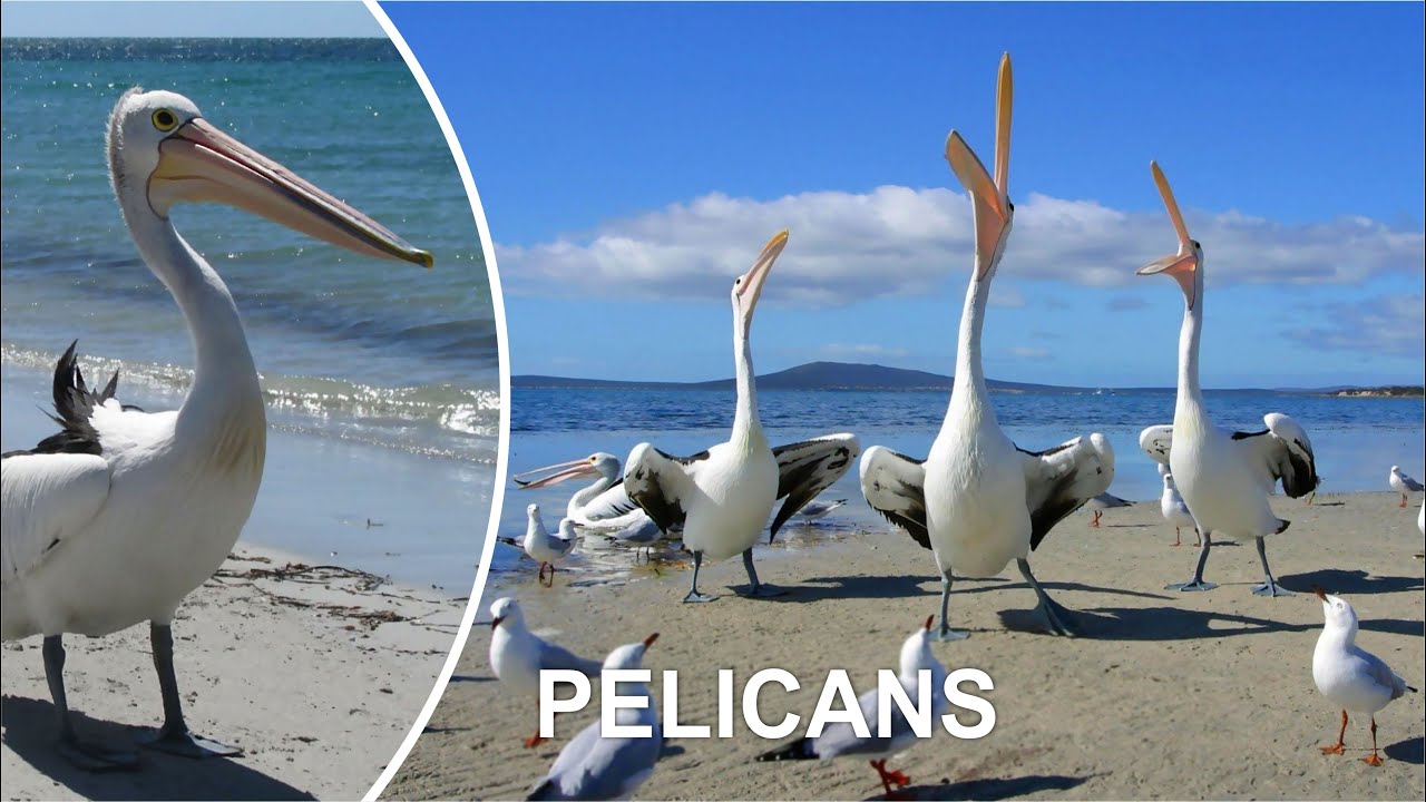 PELICANS (Funny pigeon video)