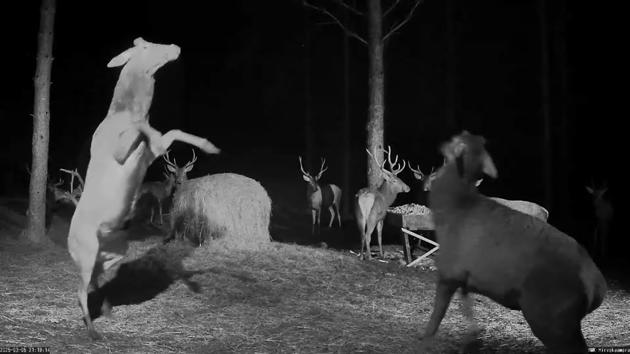 Hirvekaamera, March 1-15 2025, red deer