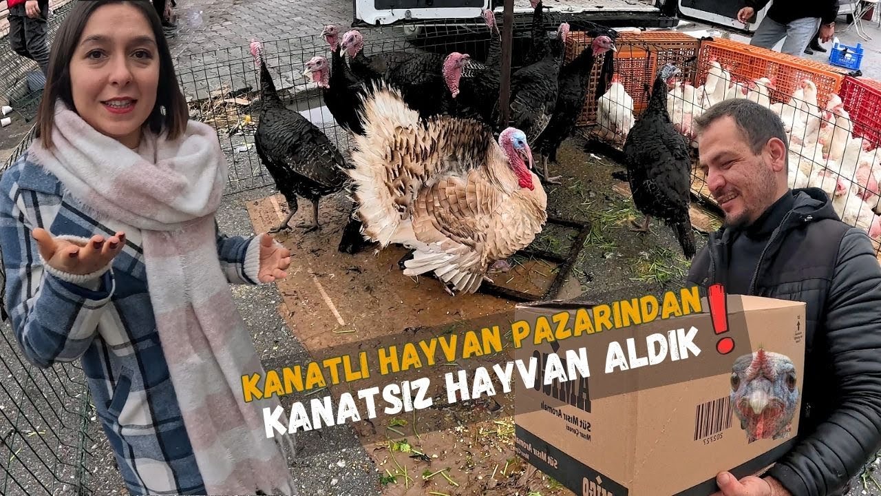 Merak Edilen Tavuk Pazarı / Fiyatlar Ne Kadar? / Kaz ve Ördek Arasındaki Fark ?