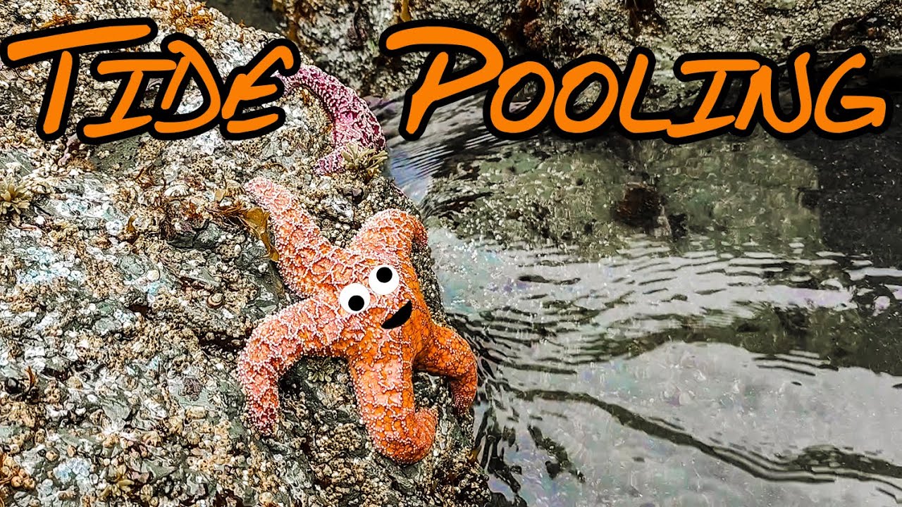 Discovering Tide Pool Wildlife Along the West Coast